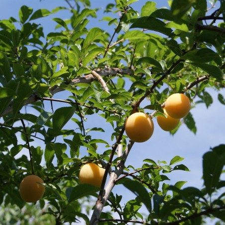 Plum tree Golden Japan
