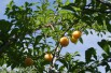 Plum tree Golden Japan