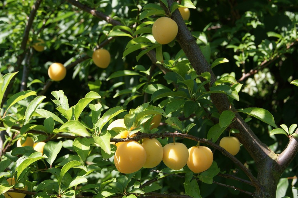 Plum tree Golden Japan