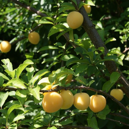 Plum tree Golden Japan