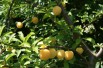 Plum tree Golden Japan