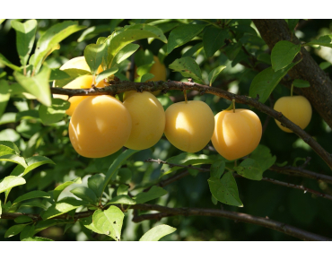 Plum tree Golden Japan