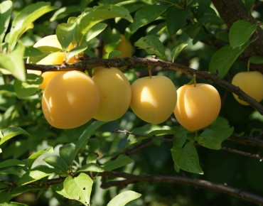 Plum tree Golden Japan