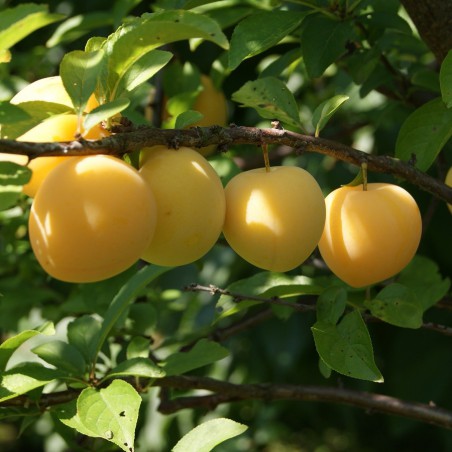 Plum tree Golden Japan