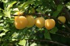 Plum tree Golden Japan