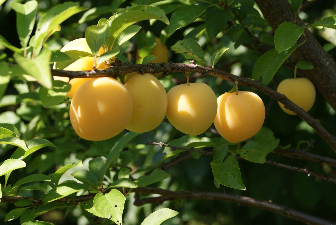 Pruimenboom Golden Japan - Prunus domestica Golden Japan
