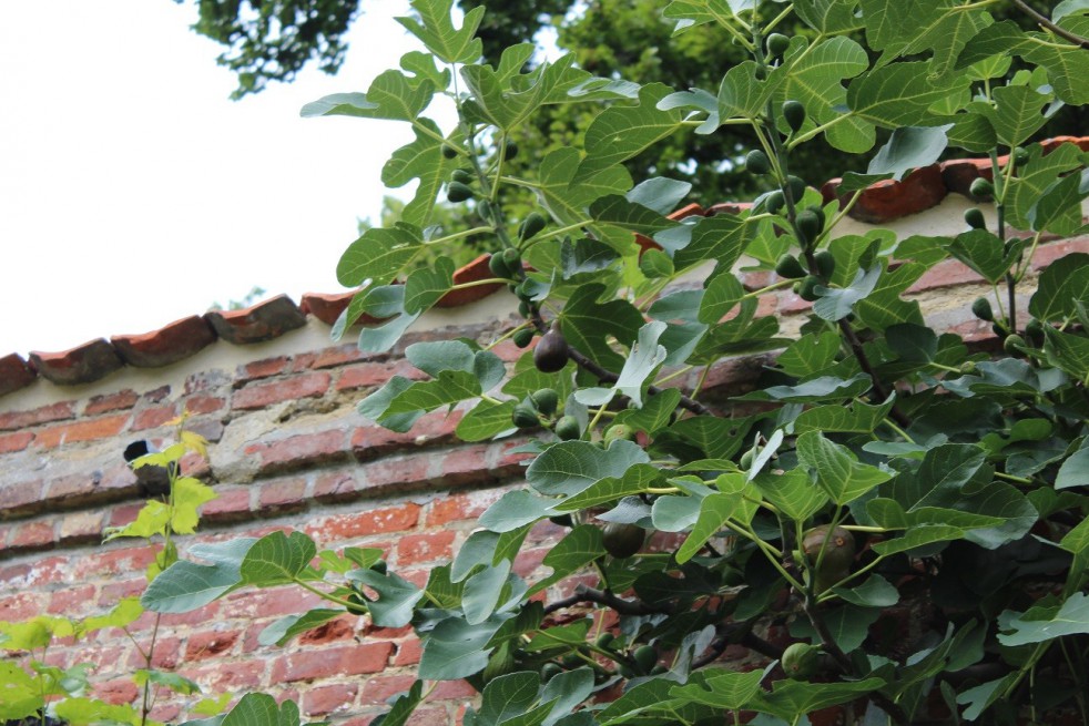 Fig tree Violette Dauphine