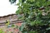 Fig tree Violette Dauphine