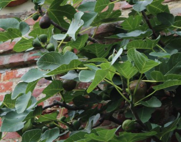 Fig tree Violette Dauphine