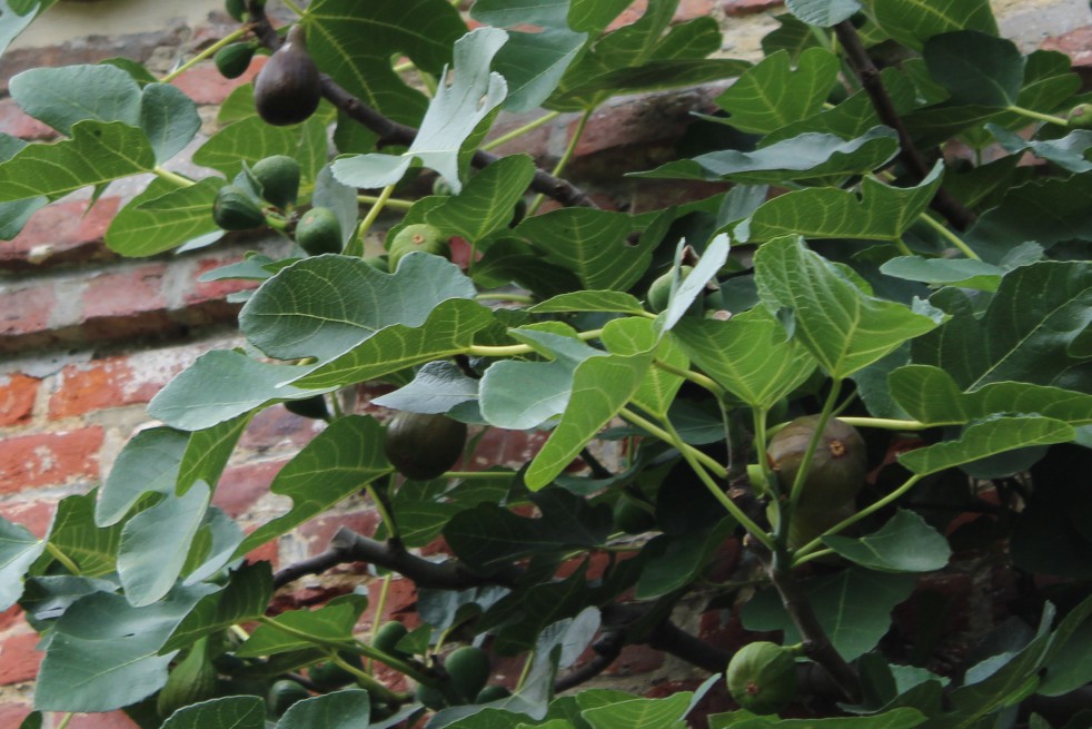 Fig tree Violette Dauphine Fig tree Violette Dauphine