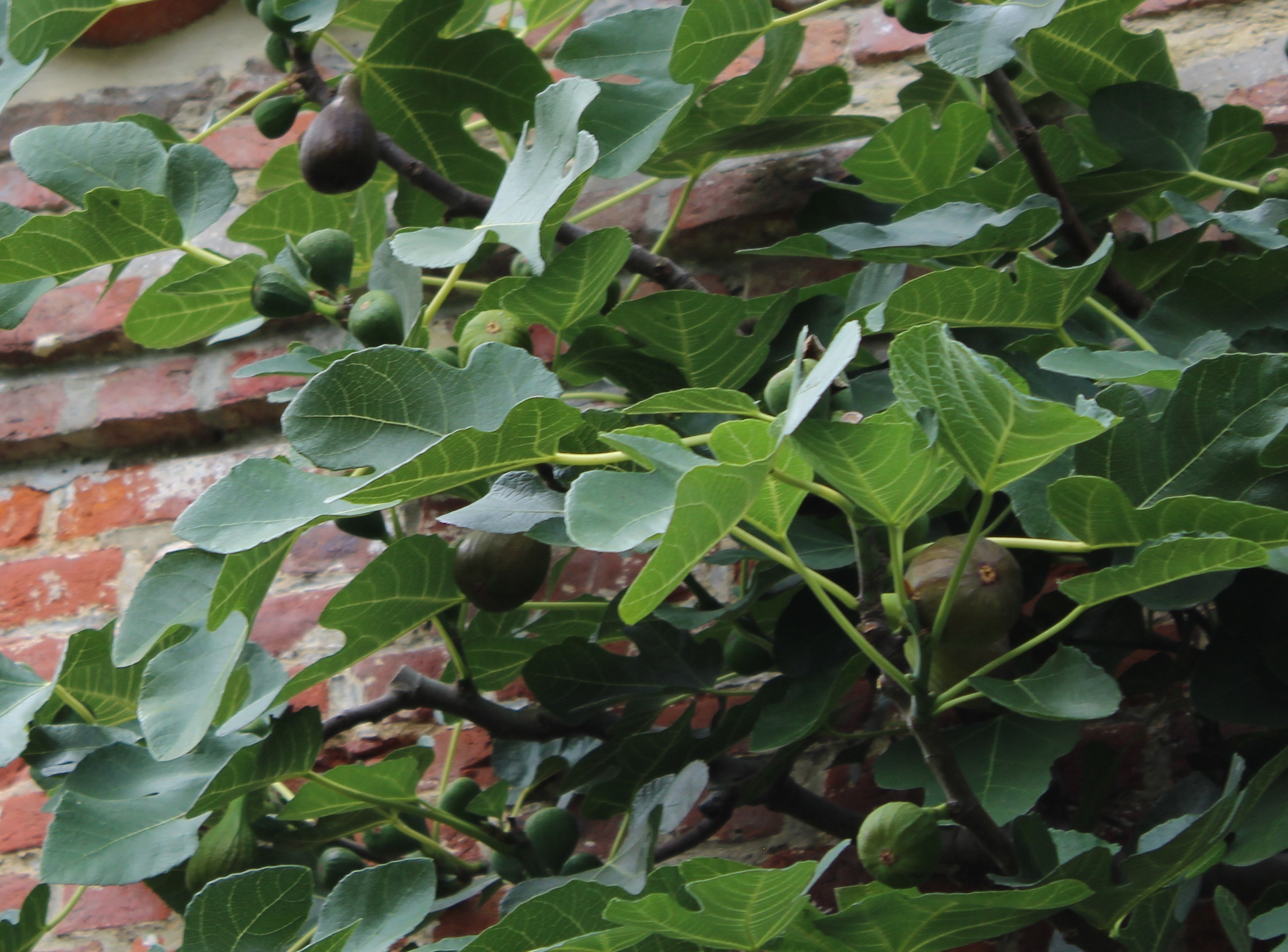Fig tree Violette Dauphine