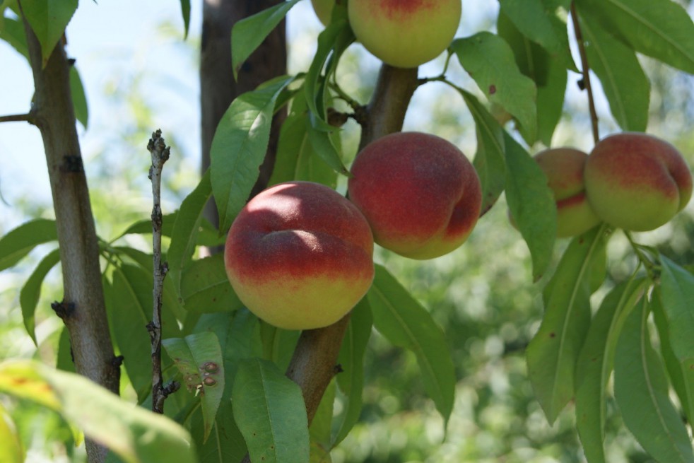 Peach Benedicte