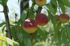 Peach Benedicte