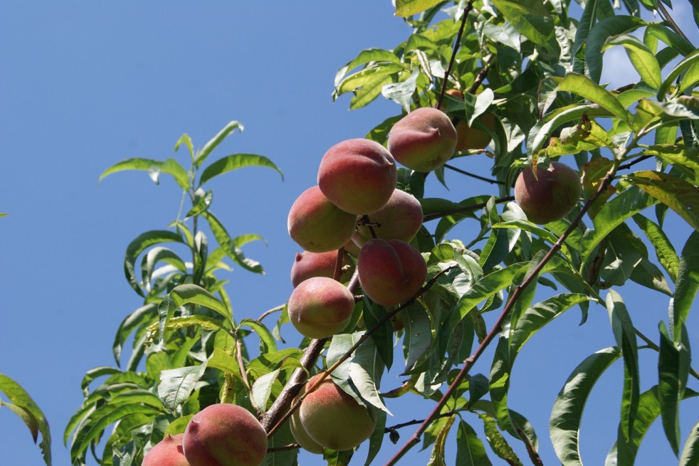 Pêcher Bénédicte