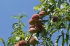 Peach Benedicte