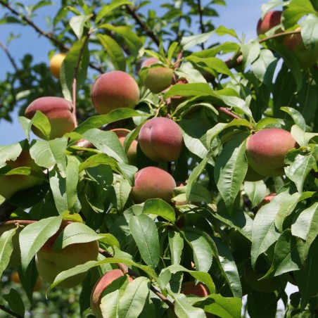Peach Benedicte