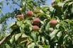 Peach Benedicte