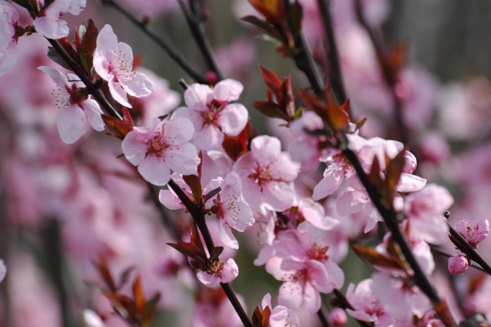 Peach Benedicte