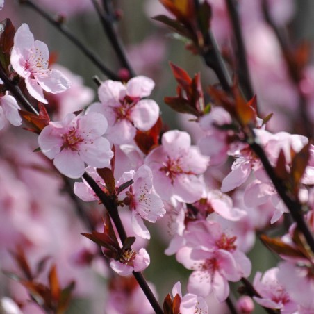 Peach Benedicte