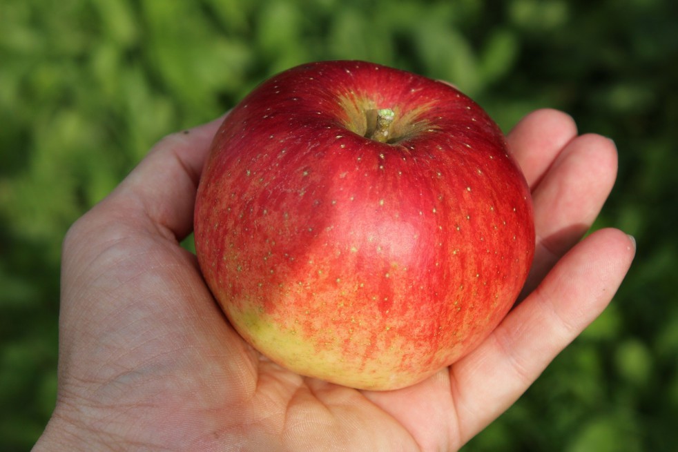 Santana® appelboom