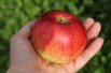 Santana® appelboom