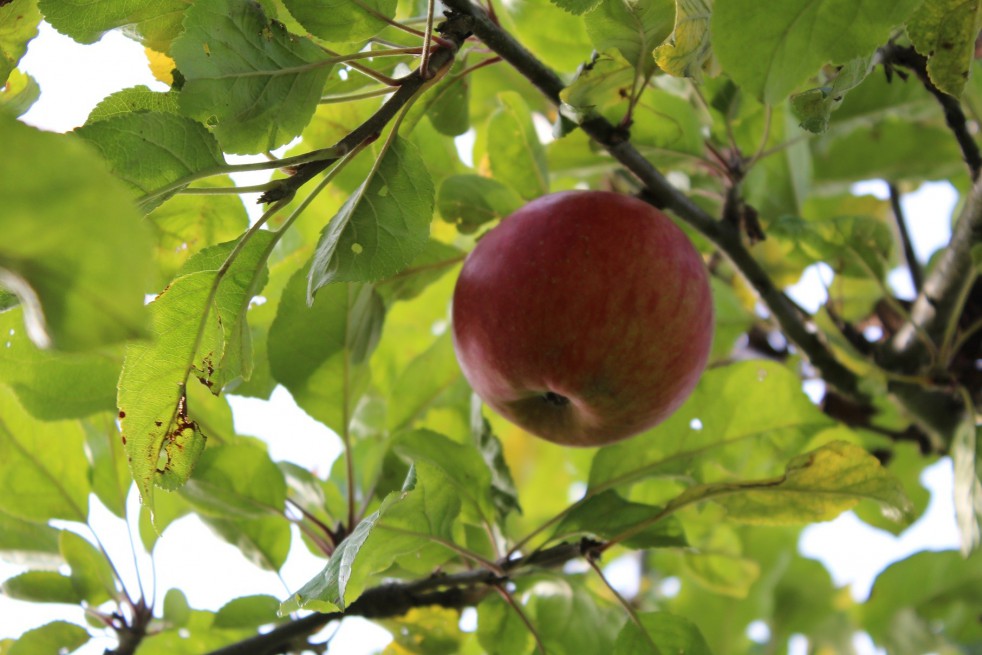 Santana® appelboom