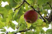 Santana® appelboom