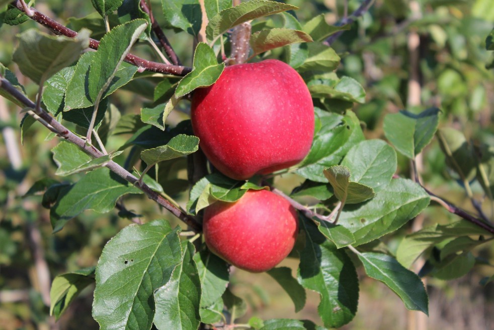 Santana® appelboom