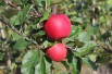 Santana® Apple Tree