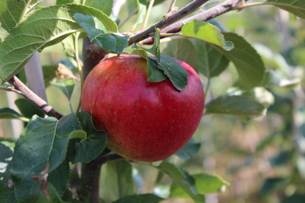 Santana® appelboom