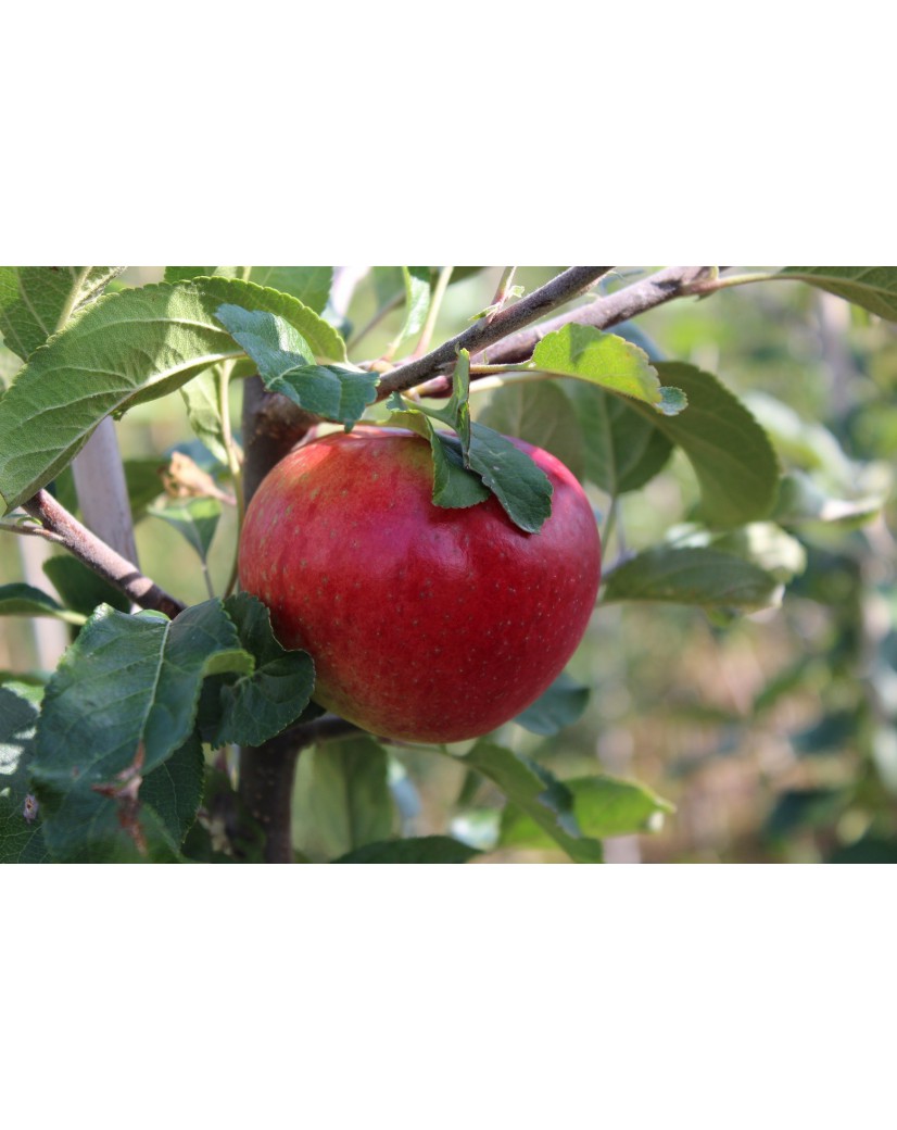 Braeburn apple tree - Malus Domestica Braeburn