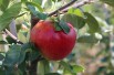 Santana® appelboom