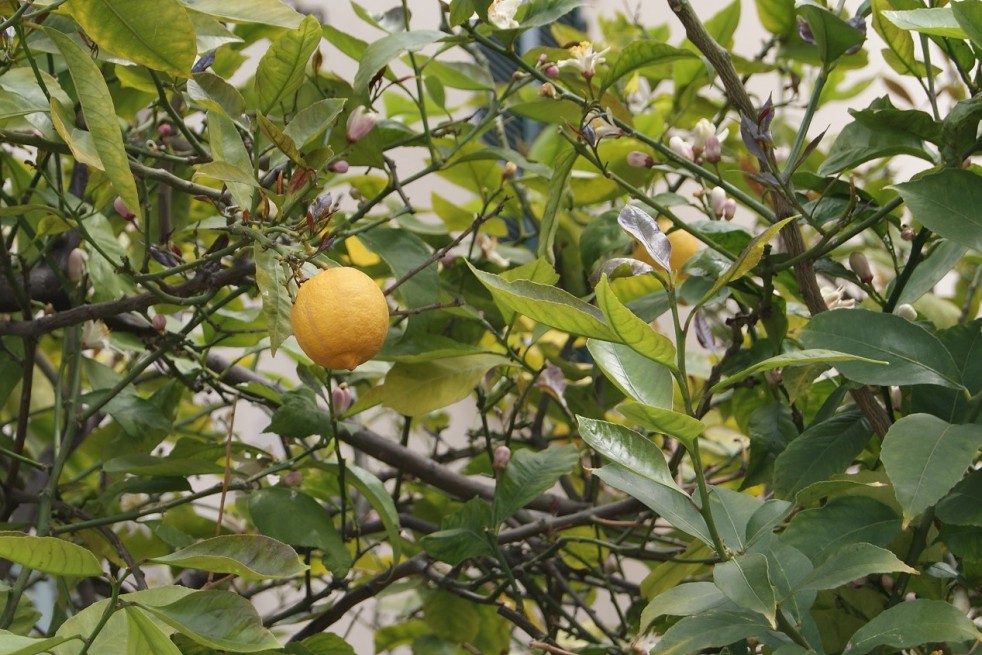 Lemon tree four seasons