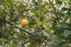 Citronnier 4 saisons