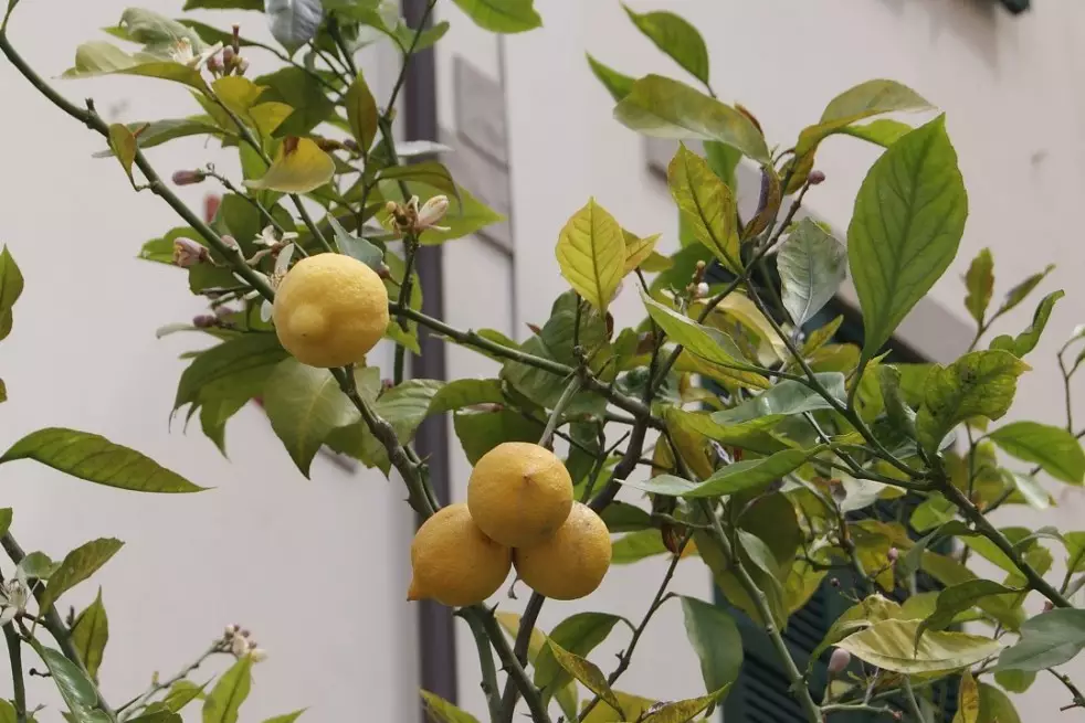Citronnier 4 saisons