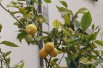 Citronnier 4 saisons