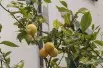 Citronnier 4 saisons