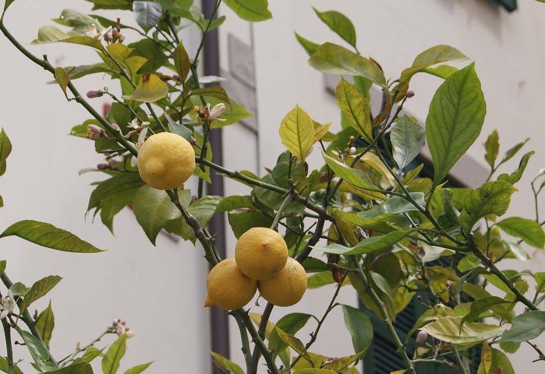 Lemon tree four seasons