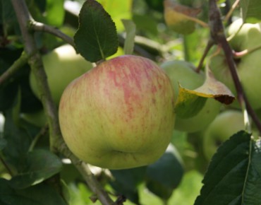 Dubbele Bellefleur appelboom