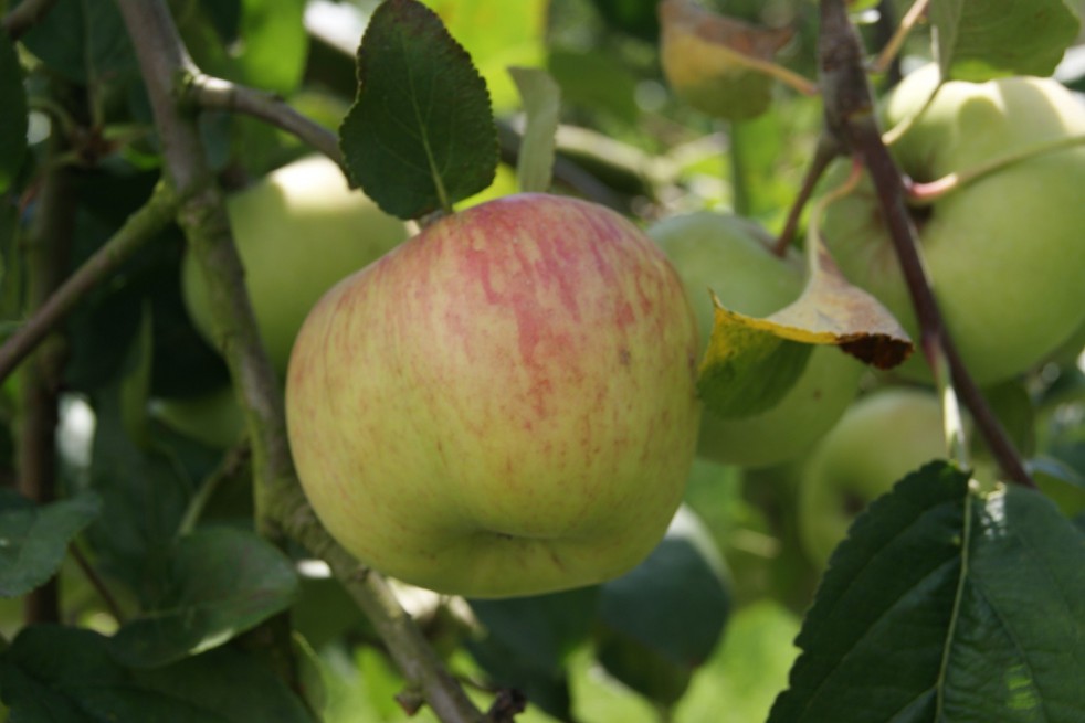 Dubbele Bellefleur appelboom