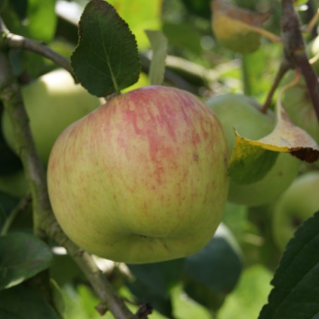 Pommier Double Belle Fleur