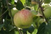 Double Bellflower apple tree