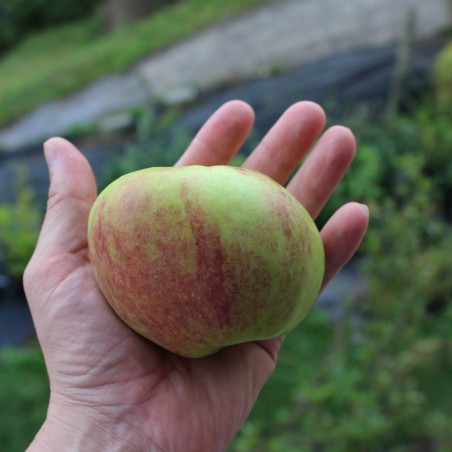 Dubbele Bellefleur appelboom