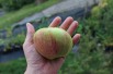 Double Bellflower apple tree