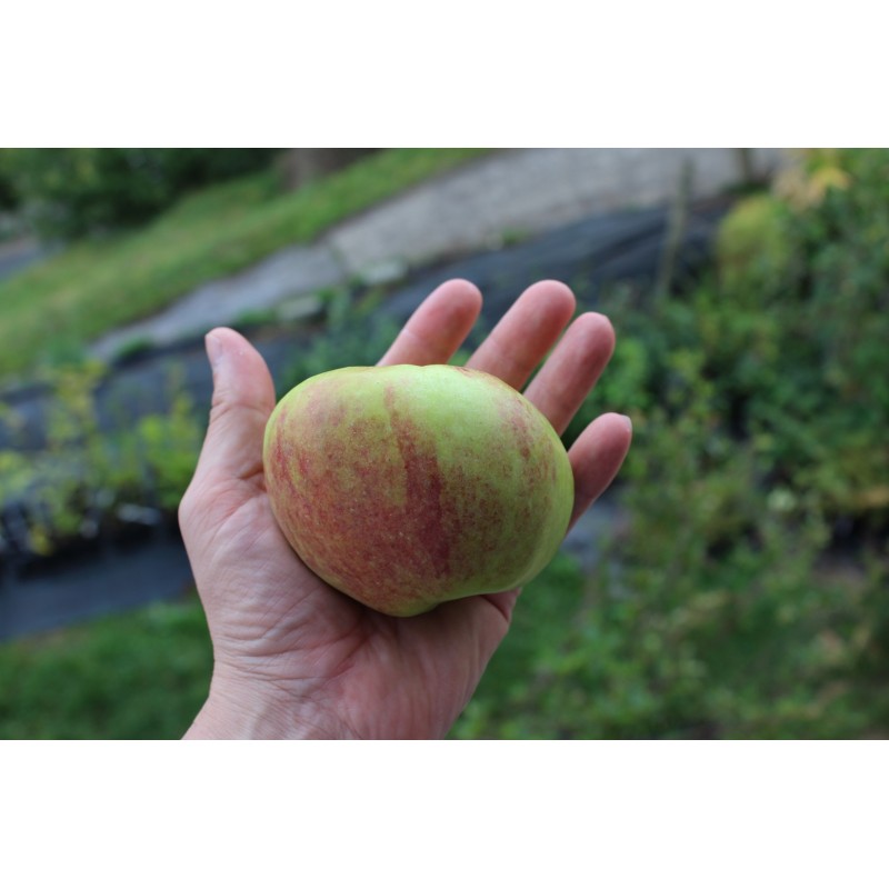 Double Bellflower apple tree Malus domestica Double Belle Fleur