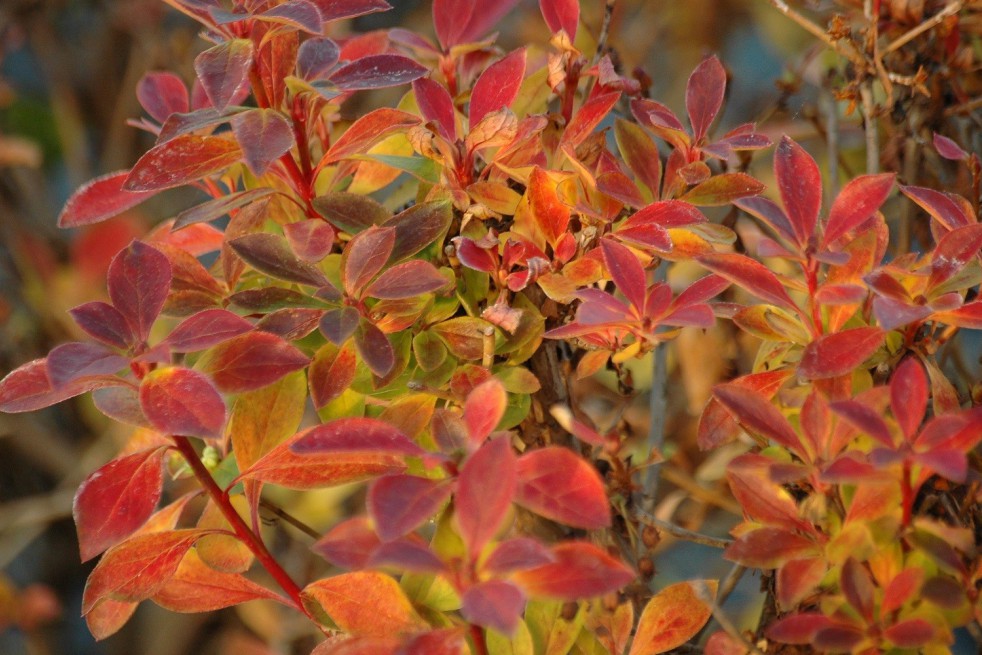 Redvein enkianthus