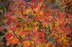 Redvein enkianthus