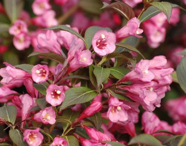 Purple dwarf Weigelia