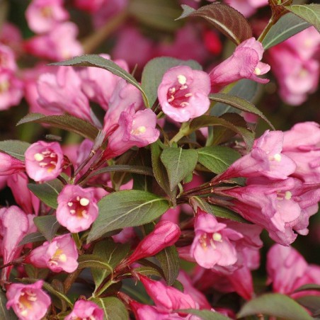 Rotblättrige Zwerg Weigelie Weigela Florida nana Purpurea