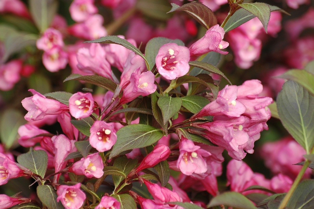 Purple dwarf Weigelia